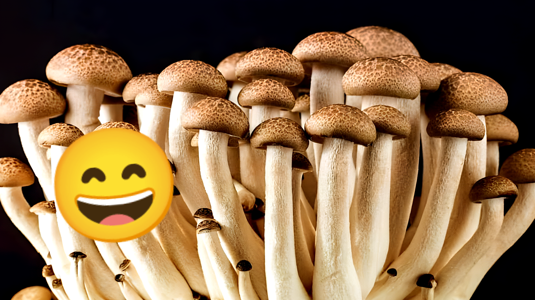 Scopri il trucco segreto per ottenere un raccolto di funghi incredibile direttamente a casa tua!