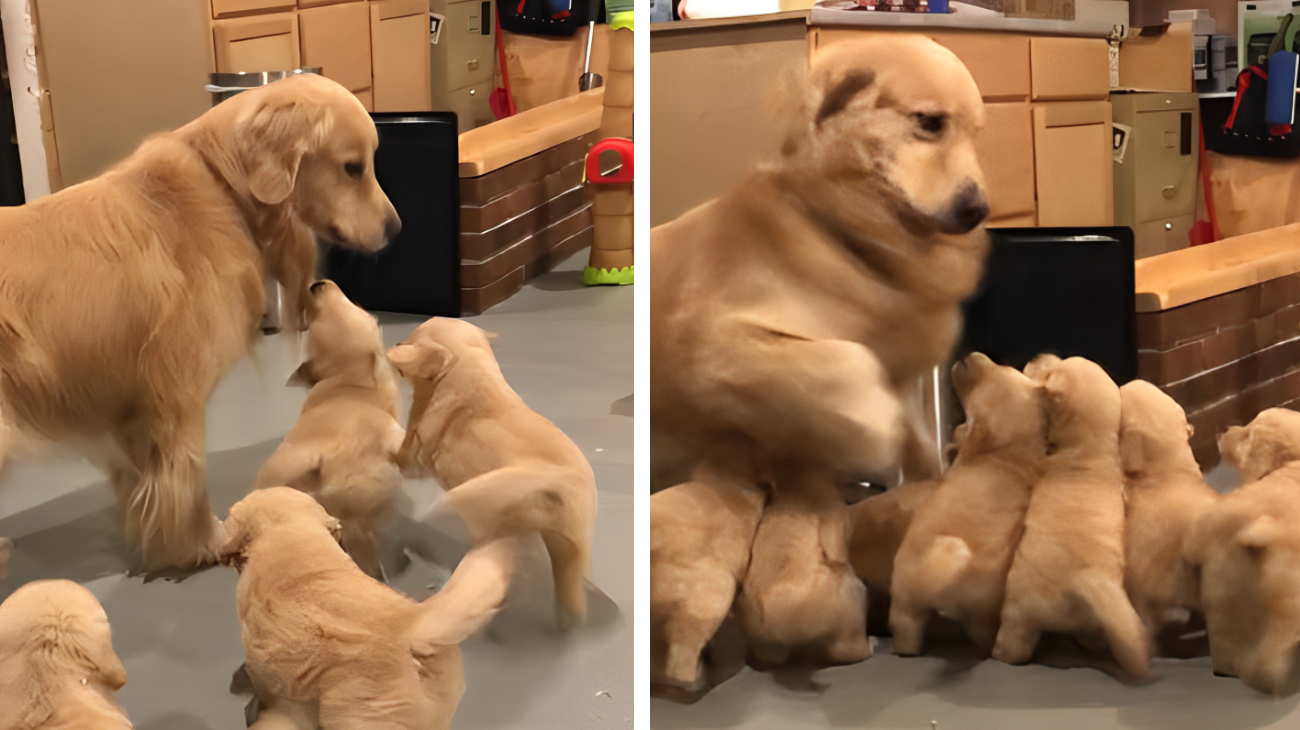 golden retriever accerchiato dai cuccioli