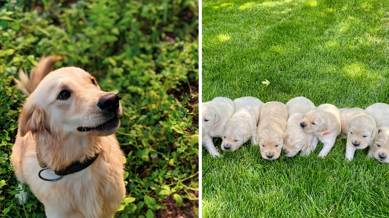 golden retriever accerchiato dai cuccioli