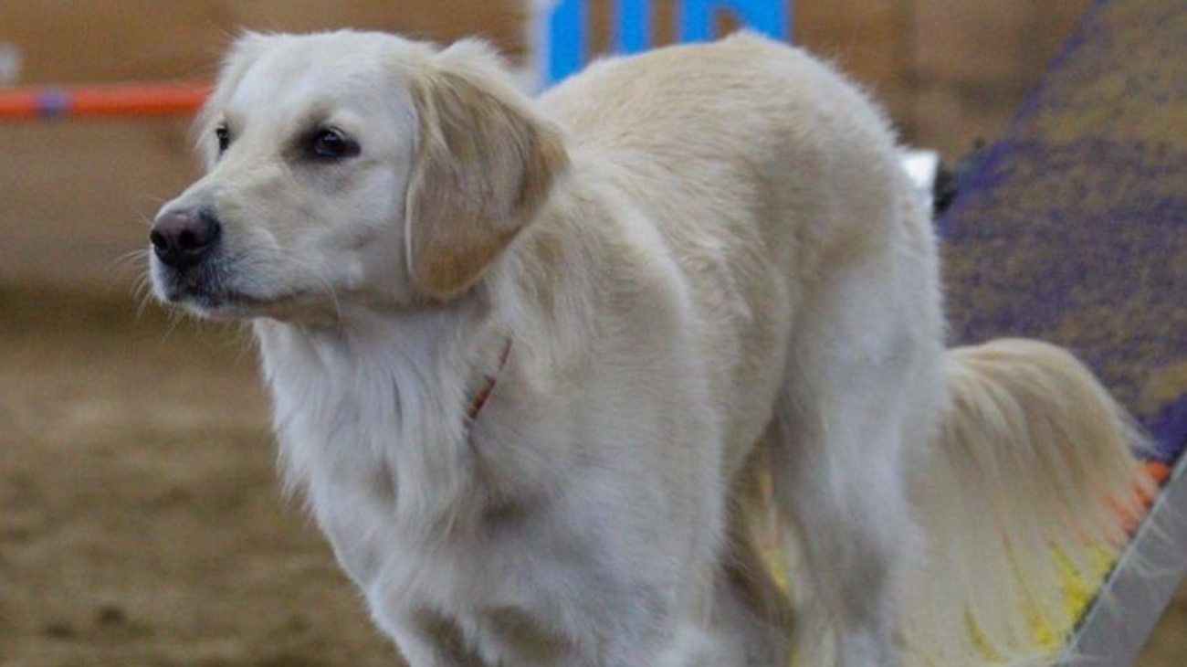 padrone piange golden retriever