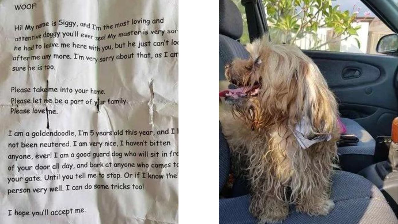 cane ritrovato con biglietto